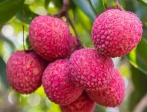 Photo of मीठी रसीली Litchi है आपकी त्वचा के लिए वरदान