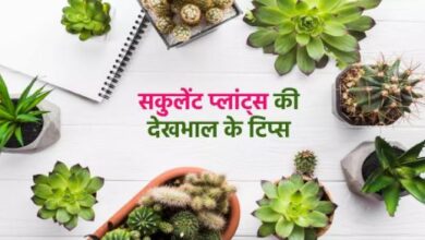 Photo of इंडोर हो या आउटडोर गर्मियों में Succulent Plants की ऐसे करें देखभाल