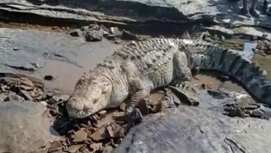 Photo of  व्यारमा नदी पर पानी पीने गई भैंस का मगरमच्छ ने किया शिकार, दहशत में ग्रामीण